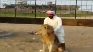 Arab Rides A Lion Like A Horse