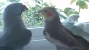 Parrot Wants Kiss From Cockatiel