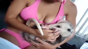 Cute Opossum