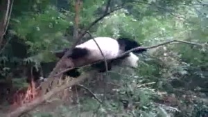 Very Active Panda