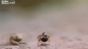 Ant Vs. Spider