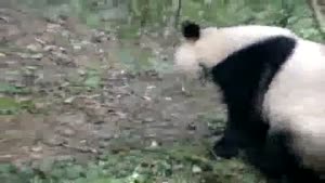 Super Active Panda Bear