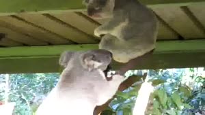 Even Sweet Koala's Get Angry