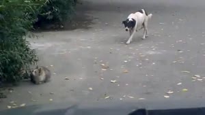 Stealth Dog Attacks Cat