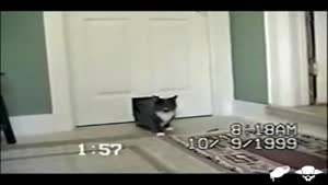 What's That Coming Through The Cat Flap?