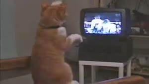 Boxing Cat