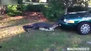 Aligator Vs. Cop Car