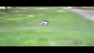 Segway Fail Compilation