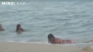 Rare Whale Found In Rio De Janeiro