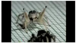 Tango Dancing Spiders