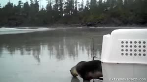 Young Seal Get's Released In The Wild