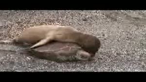 Baby Seal Get's A Lift From A Turtle