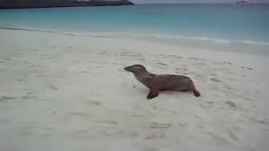 Extremely Tired Seal