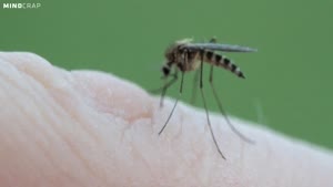 Mosquito Sucking Blood