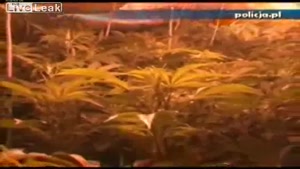 Huge Underground Plantation Of Marijuana Found