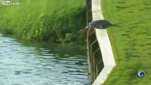 Turtle Takes Swan Dive