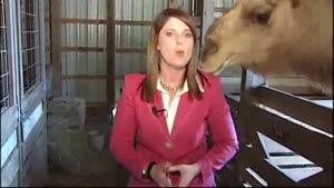 Camel Eats Reporters Hair