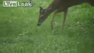 Deer Eats A Bird