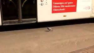 Pigeon Has A Deathwish