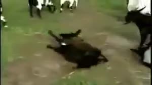 Fainting Goats