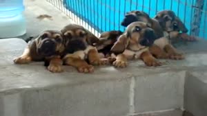 Puppies Singing For Their Dinner