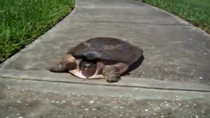 Turtle On The Run