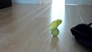 Budgie Playing With Tennis Ball