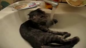 Cat Wash