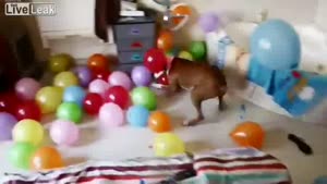 Dog's Best Birthday Party Ever