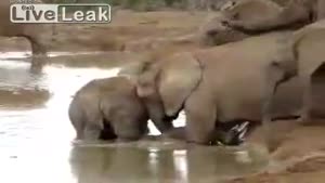 Mother Elephants Unite To Save Baby