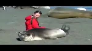 Cuddle With Seal