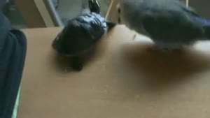 Jealous Bird Vs. Turtle