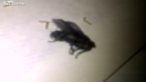 What Happens When You Kill A Pregnant Fly