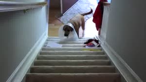 Dog With A Collar Vs Stairs