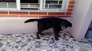 Bootyshaking Dog