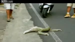 Sloth Tries To Cross The Road