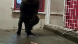 Gorilla Dance