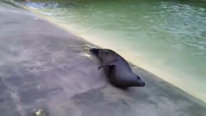 Very Lazy Seal