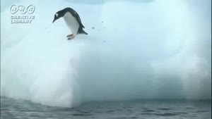 Penguins Vs Iceberg