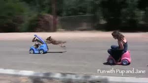 A Race Between Men And Dog