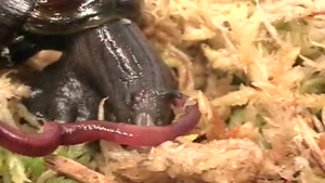 Snail Eats Eartworm Like It's Spaghetti