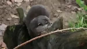 Otter Juggles A Stone