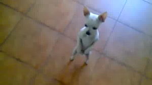 Chihuahua Dancing The Rumba