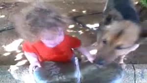 Thirsty Toddler Vs Thirsty Dog