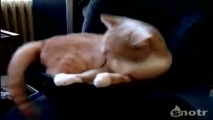 Kitty Tries To Sleep On Subwoofer