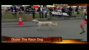 Dog Runs Half Marathon