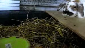 Rabbit Refuses To Eat