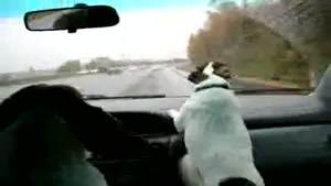 Dog Hates Windshield Wipers