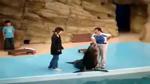 Very Naughty Sea Lion