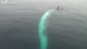 Finback Whale Twirls Its Way Under Boat